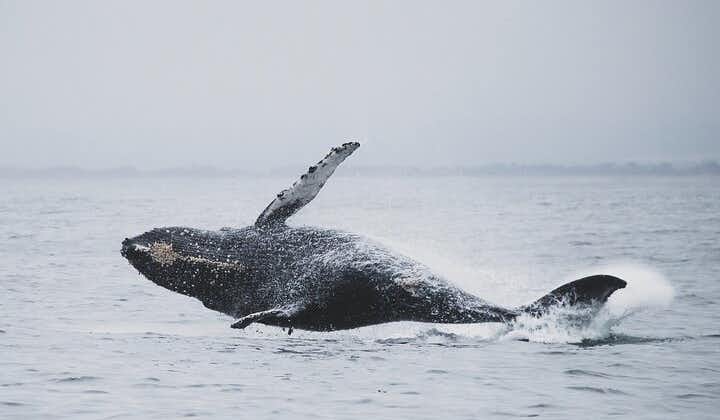 A whale jumps sideways out of the water in Iceland.