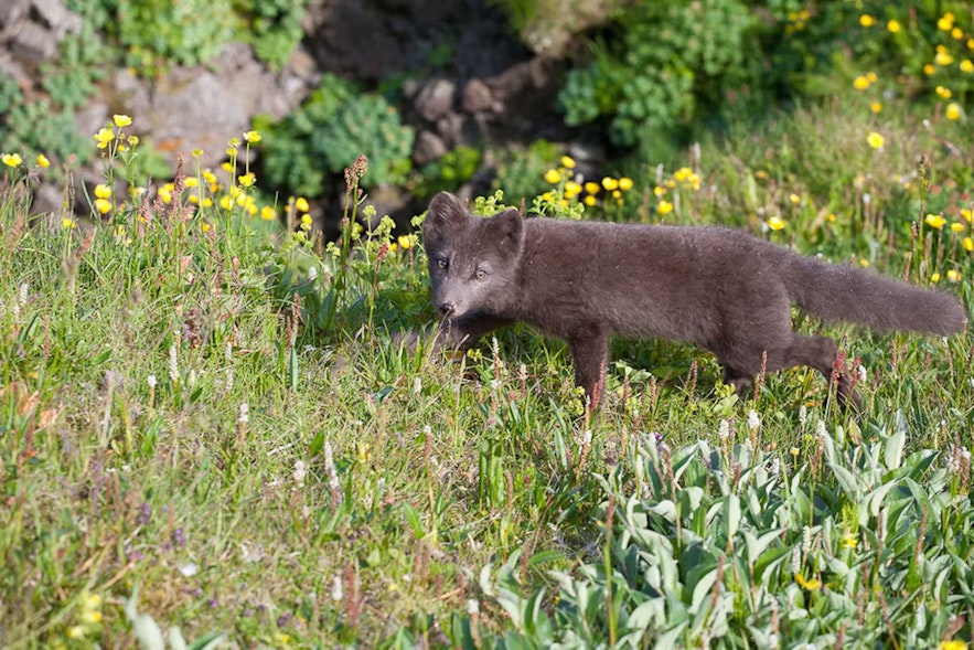 Arctic fox are Iceland's only native mamal.