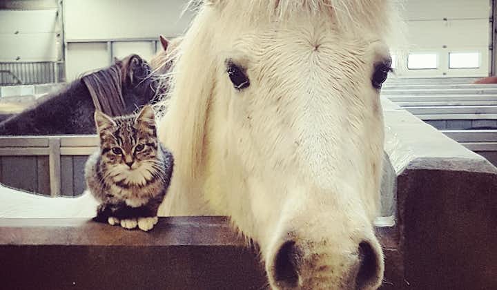 A horse pokes its head over a stable door with a cat sitting next to it.