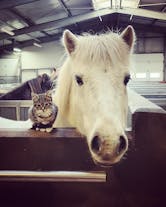A horse pokes its head over a stable door with a cat sitting next to it.