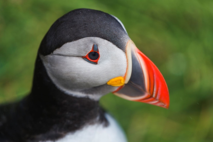 Puffins are known for their colorful beaks