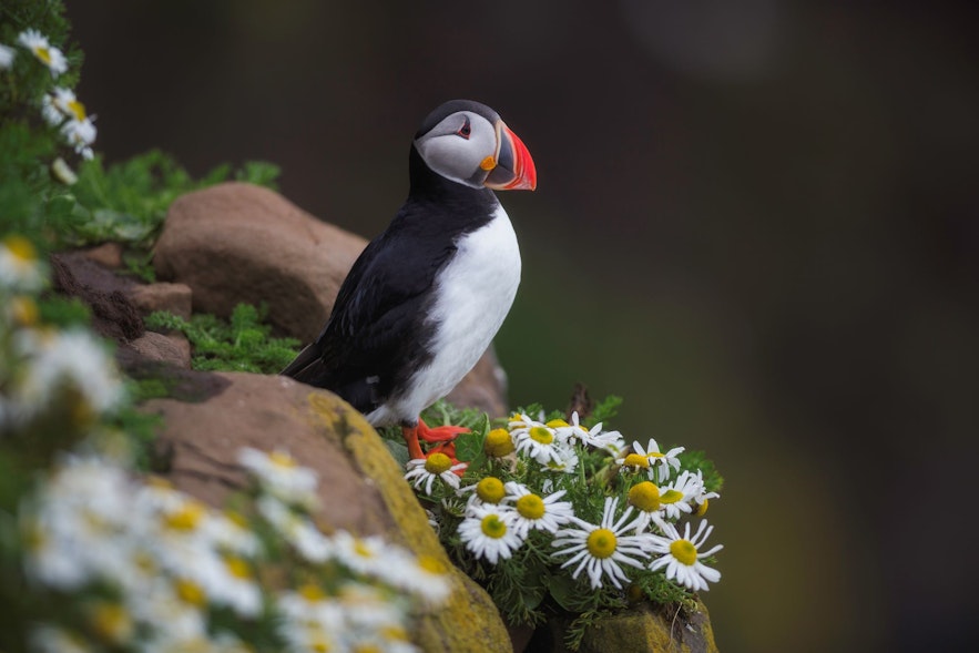 Iceland has one of the largest puffin colonies in the world