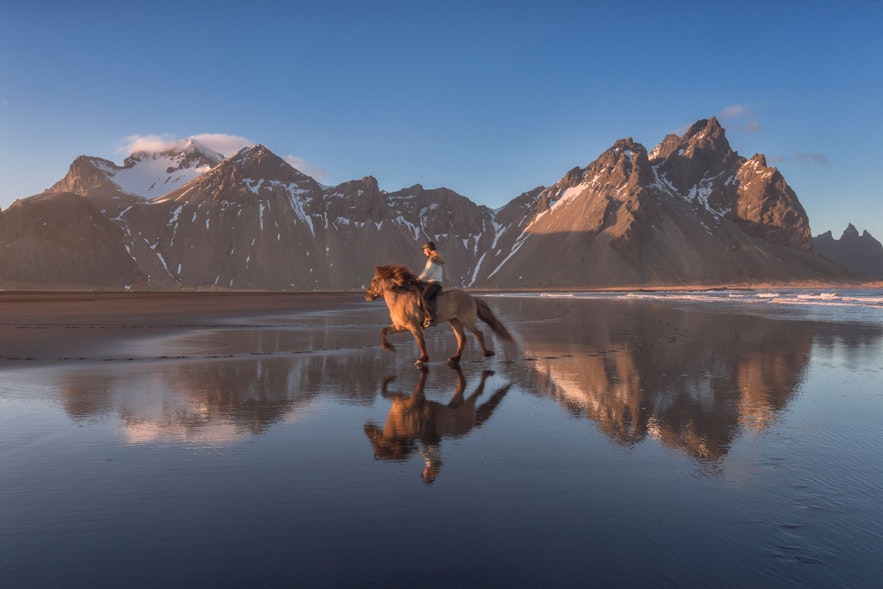 冰岛马是一个独特的品种，是探索大自然的最佳伴侣