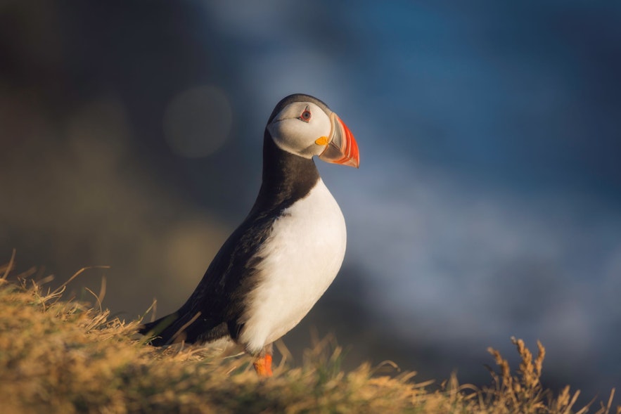 The puffin is known for it's playful nature