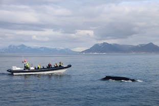 Guests aboard an RIB speedboat eagerly approach a whale.