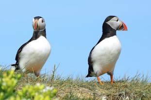 Atlantic puffins are known for their black and white plumage.