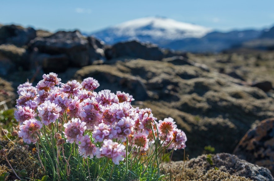Geldingahnappur or Armeria vulgaris is a common sight in Icelandic nature