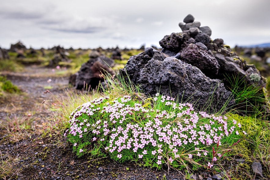 Lambagras or moss campion are a striking pink contrast to the rugged Icelandic nature
