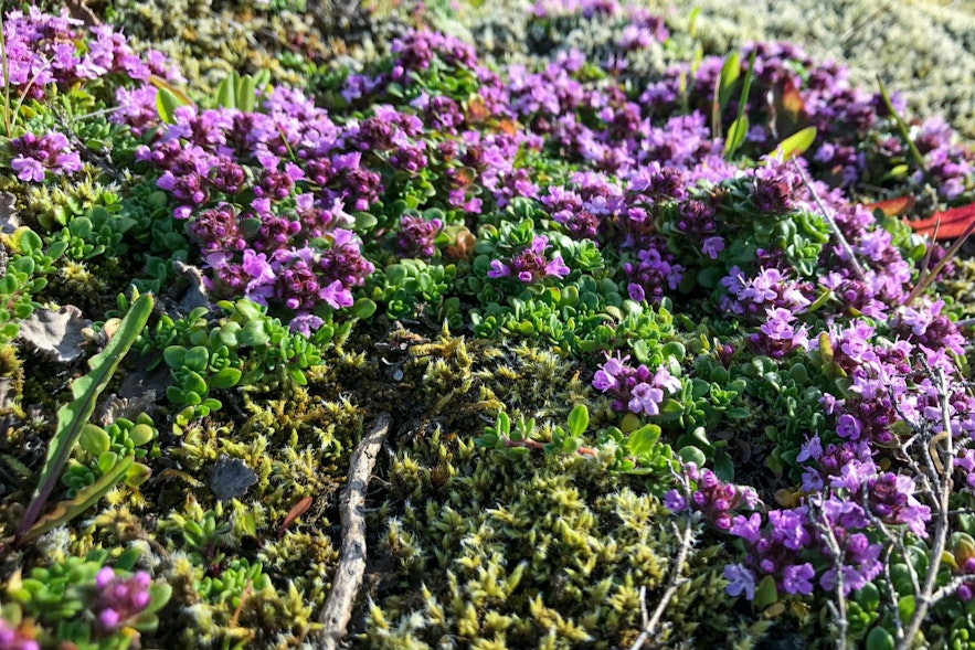 Arctic thyme is a beautiful Icelandic flower and useful for teas