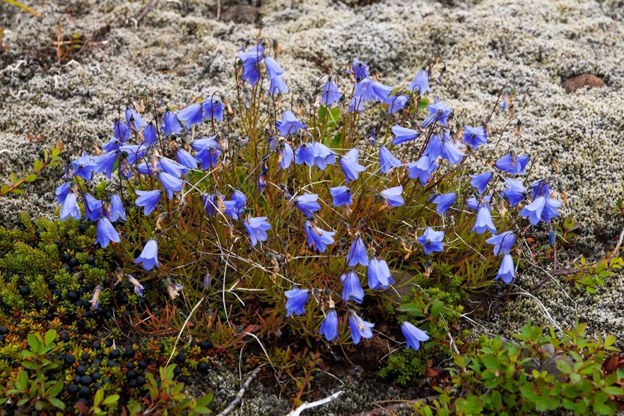 You'll see harebell when hiking in the Skaftafell Nature Reserve