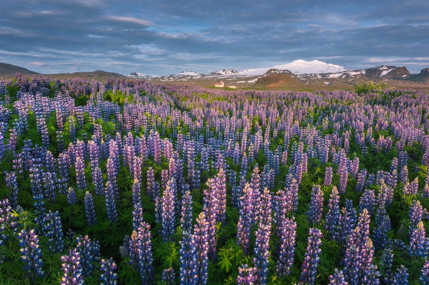 The lupine is one of the most recognizable plants in Iceland