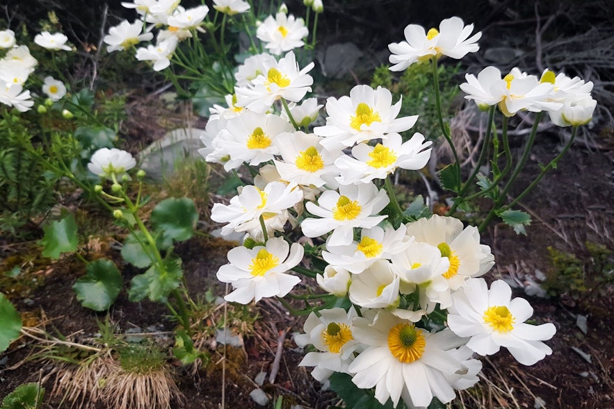 Mountain Avens or Holtasoley is the national flower of Iceland