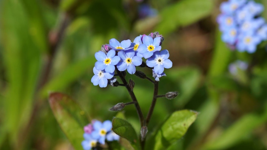Forget-me-nots are the perfect hiking companion in Iceland!