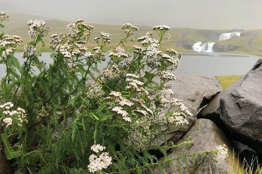 Yarrow is one of the main medicinal plants in Iceland
