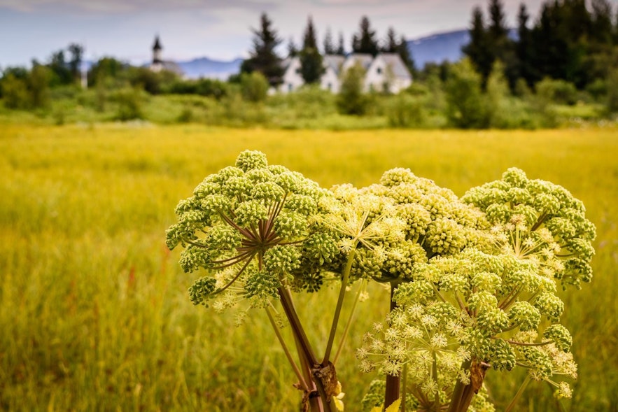 Hvönn or Angelica is a very common plant in the Icelandic nature