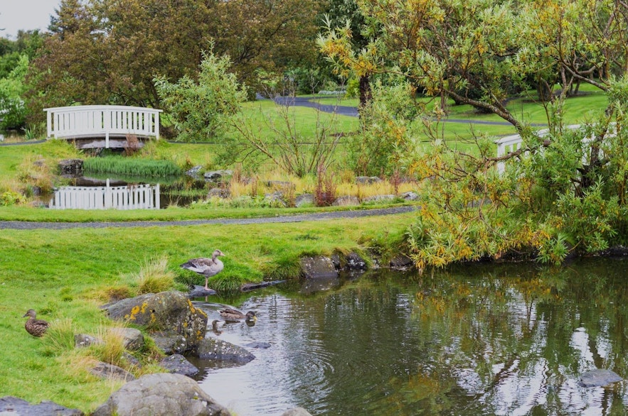 Reykjavik Botanical Garden has some lovely bridges