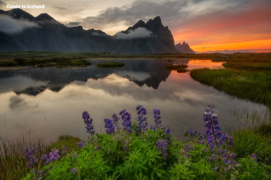 The flowers and herbs of Iceland complement the stunning nature