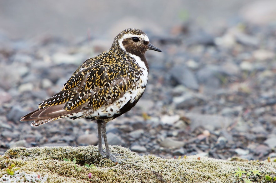 Många fåglar börjar häcka på Island i april.