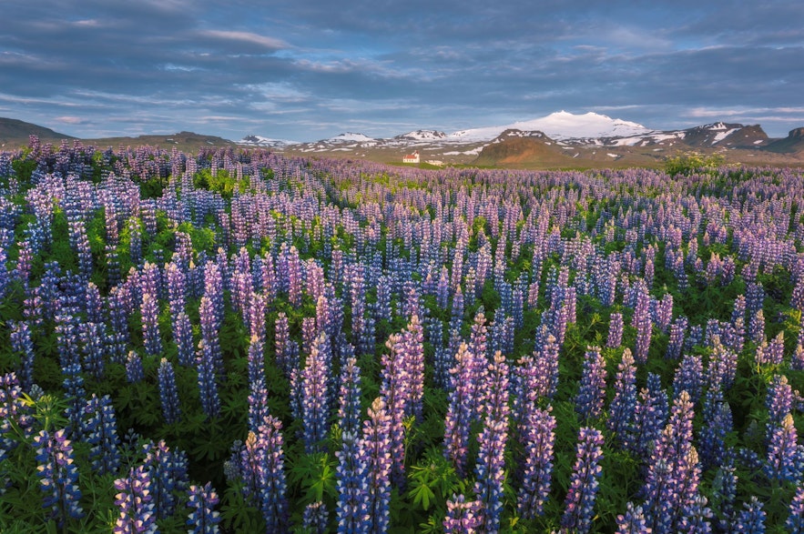 Los lupinos florecen en Islandia durante el mes de junio.