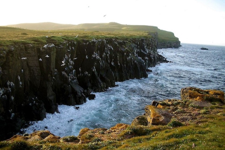 Cliffs on Grimsey are often covered with nesting seabirds.
