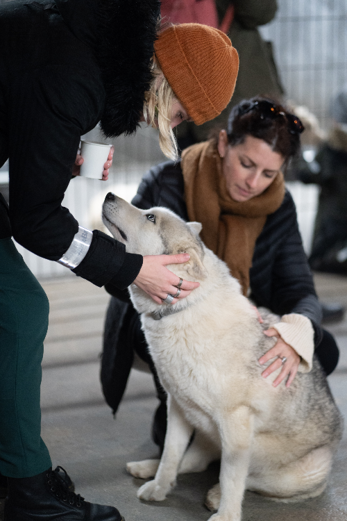 Siberian sale husky kennel