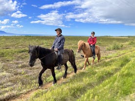 Experience the tolt, the unique gait of Icelandic horses, as riders explore gentle trails and discover the serene beauty of blueberry fields.