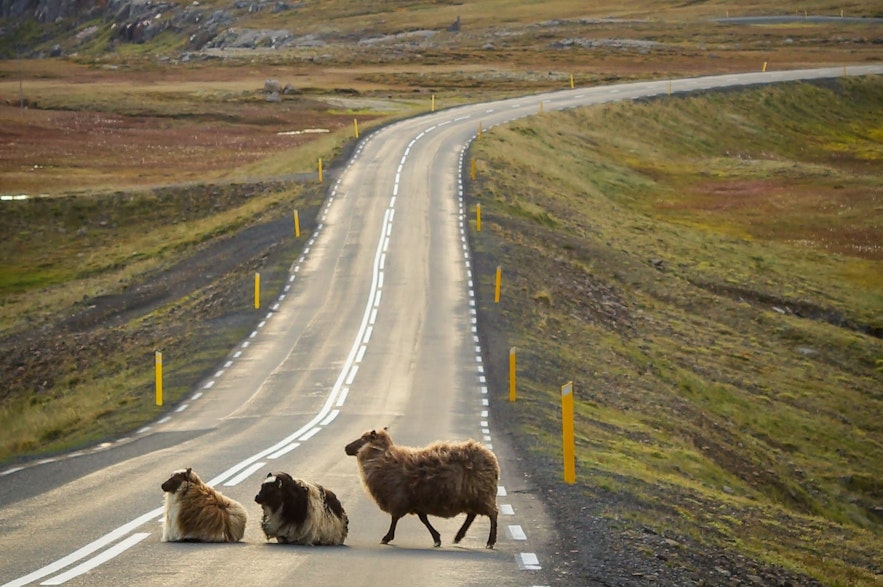 夏天，在冰岛经常能看到羊群穿过马路
