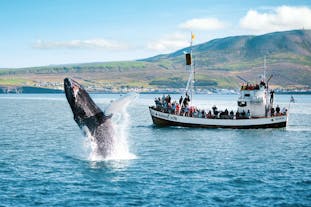 A group of travelers watch in amazement as a humpback whale surface near Husavik.