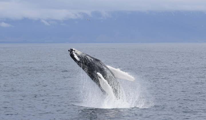 A humpback whale breeches from the water during a whale-watching tour in Reykjavik.