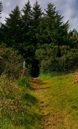 A path leading into the forest near the Golden Circle Tents glamping experience.