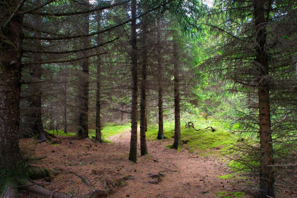 Find solace in the midst of towering pine trees, where their presence creates a serene and peaceful atmosphere.