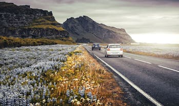 Een auto rijdt over de ringweg van IJsland, langs een veld met lupinen.