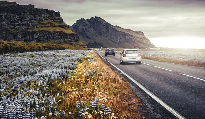 En bil kjører langs Ringveien på Island, langs et felt med lupiner.