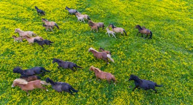 Icelandic horses run through a field of wildflowers in spring.