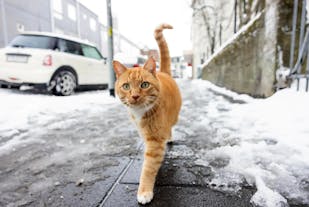 A charming feline explorer strolling through the serene and snow-covered streets.