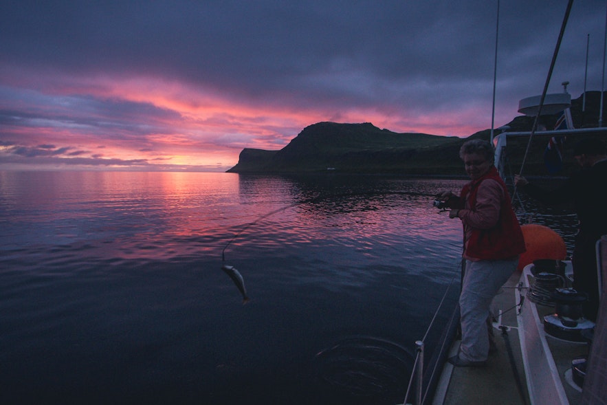 Top 11 Highlights of the Westfjords Summer Season