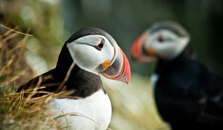 The puffin is one of Iceland's most adored creature.