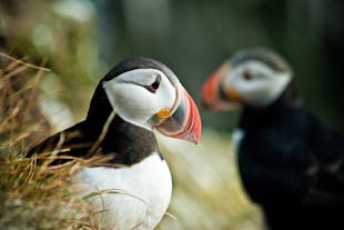 The puffin is one of Iceland's most adored creature.