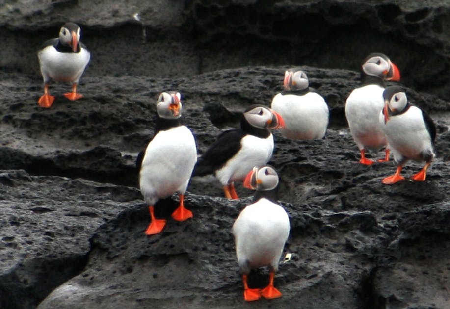 puffin tours iceland