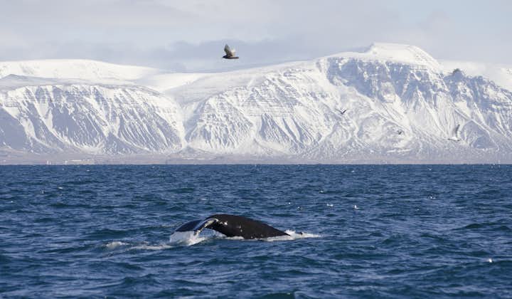 A Humpback Whale diving before the snow-coated mountains of Iceland's west in winter.