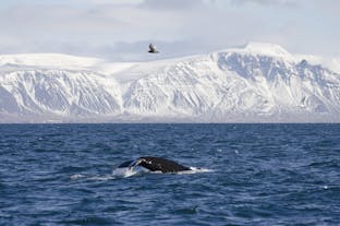 วาฬหลังค่อมว่ายนำก่อนที่หิมะจะปลกคลุมภูเขา ในประเทศไอซ์แลนด์ตอนตะวันตก.