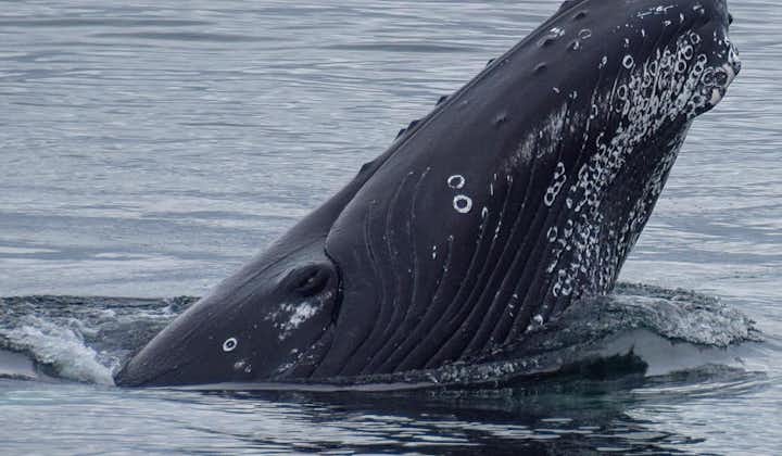 A whale breaches in the waters near Akureyri in North Iceland.