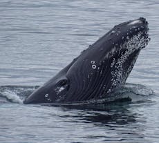 A whale breaches in the waters near Akureyri in North Iceland.