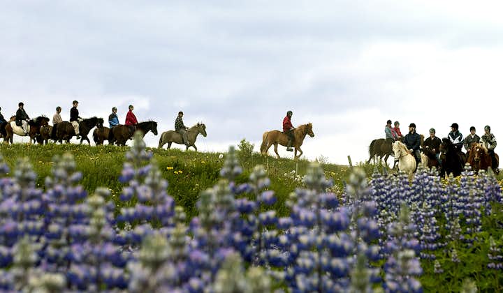 Lupins are a common sight across Iceland in summer.