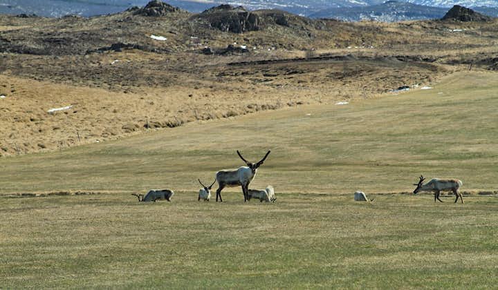 A reindeer cow protecting her beautiful calf in east Iceland.