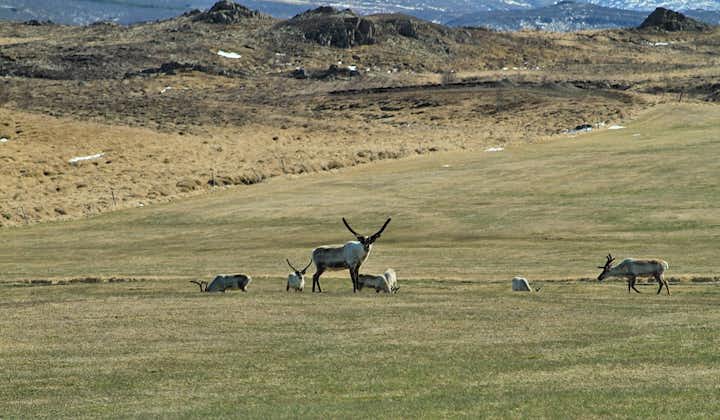 一只位于冰岛东部，正在保护他幼子的母驯鹿