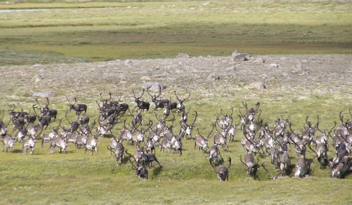 在这次冰岛驯鹿追踪的过程中，您有机会遇到一大群的冰岛驯鹿
