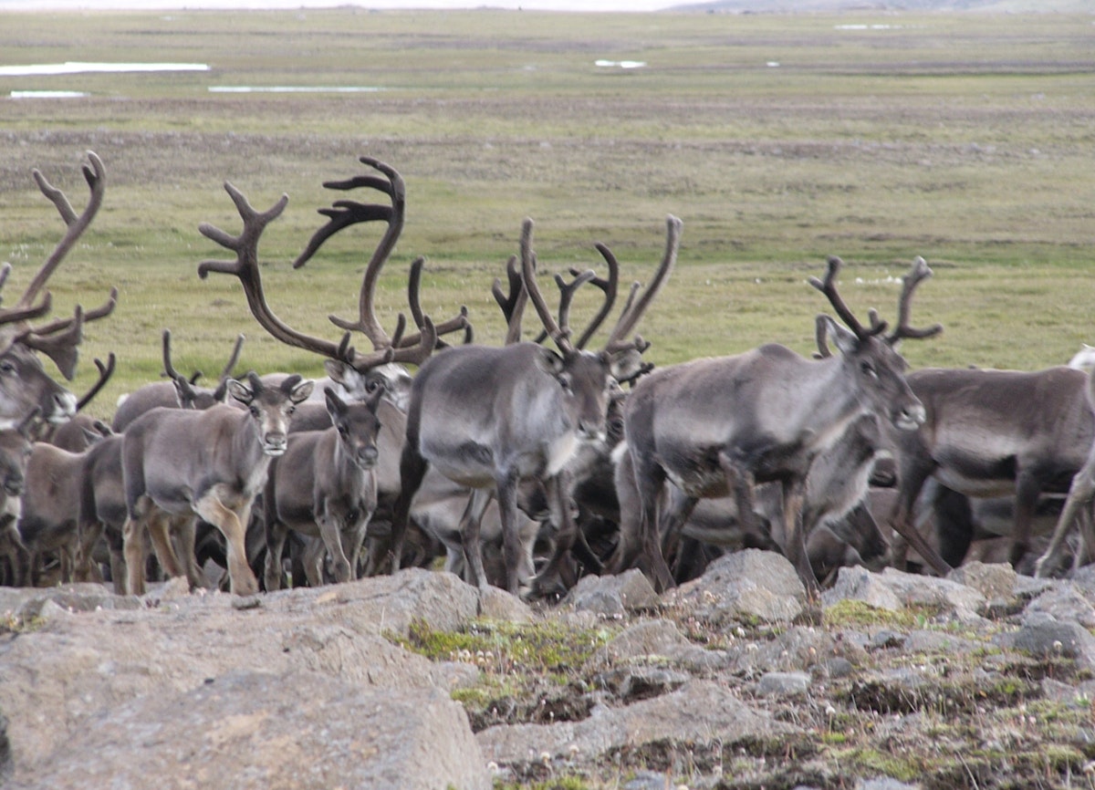 Guided 4 Hour Super Jeep Reindeer Safari on Iceland's East Fjords ...