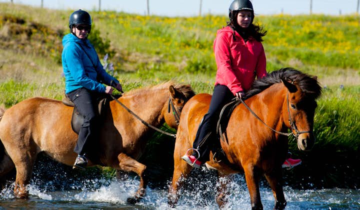 冰岛马温顺友好，除了和冰岛马合照，来冰岛骑马也是近距离接触它们的最好方式