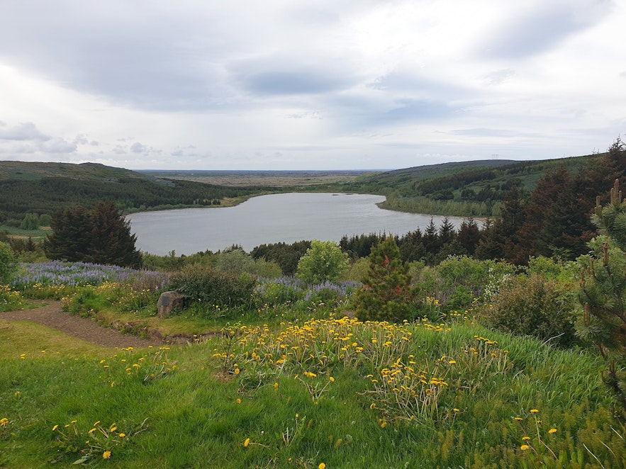 The nature around Hvaleyrarvatn lake is luscious and diverse